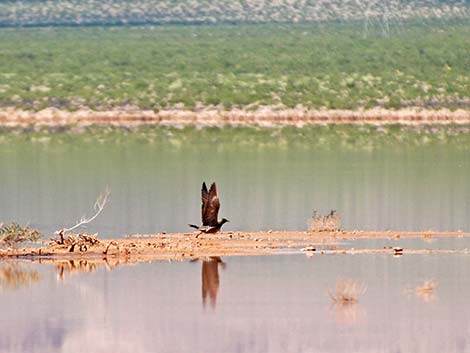 Long-tailed Jaeger (Stercorarius longicaudus)