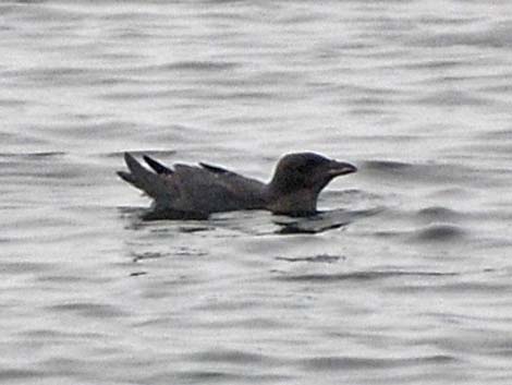 Marbled Murrelet (Brachyramphus marmoratus)