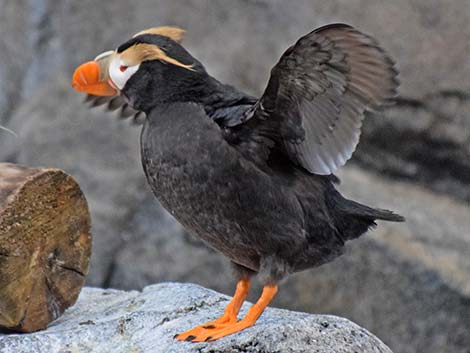 Tufted Puffin (Fratercula cirrhata)