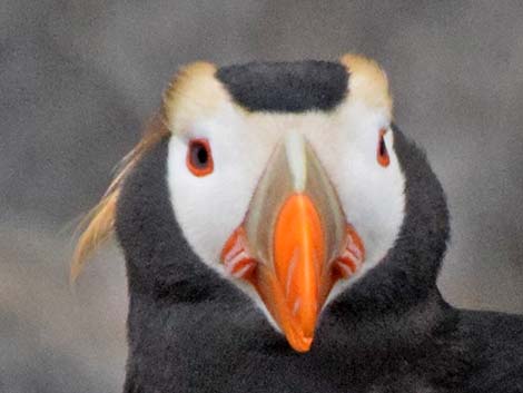 Tufted Puffin (Fratercula cirrhata)