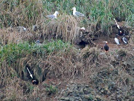 Tufted Puffin (Fratercula cirrhata)