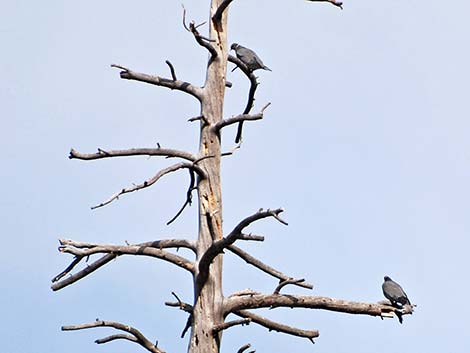 Band-tailed Pigeon (Patagioenas fasciata)