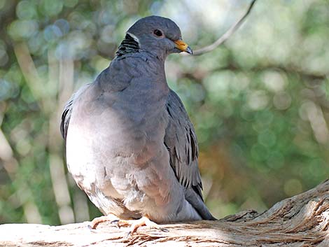 Band-tailed Pigeon (Patagioenas fasciata)