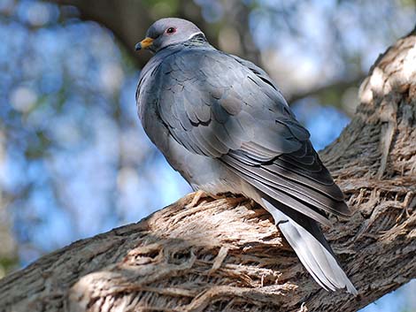 Band-tailed Pigeon (Patagioenas fasciata)