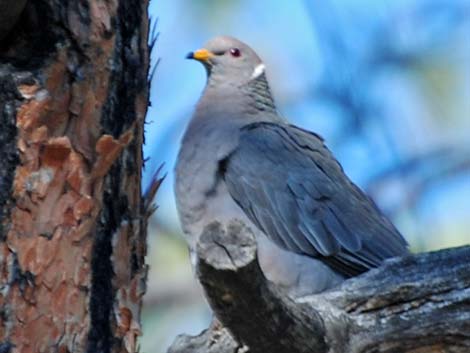 Band-tailed Pigeon (Patagioenas fasciata)