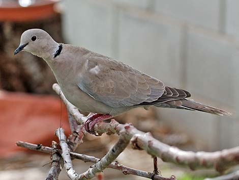 Eurasian Collared-Dove (Streptopelia decaocto)