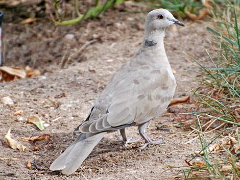 Eurasian Collared-Dove (Streptopelia decaocto)