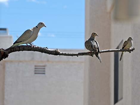 Mourning Dove (Zenaida macroura)