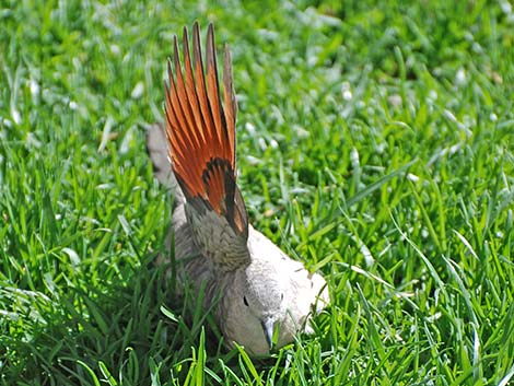 Inca Dove (Columbina inca)