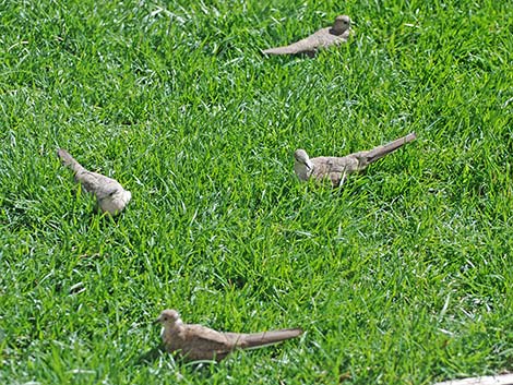 Inca Dove (Columbina inca)