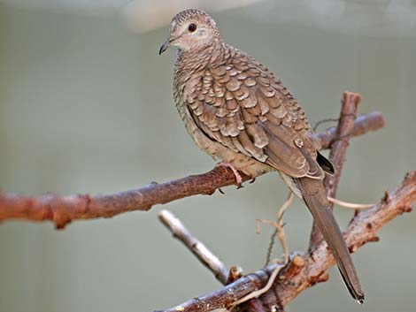 Inca Dove (Columbina inca)