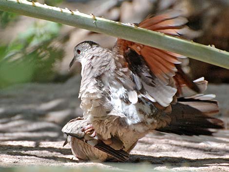 Inca Dove (Columbina inca)