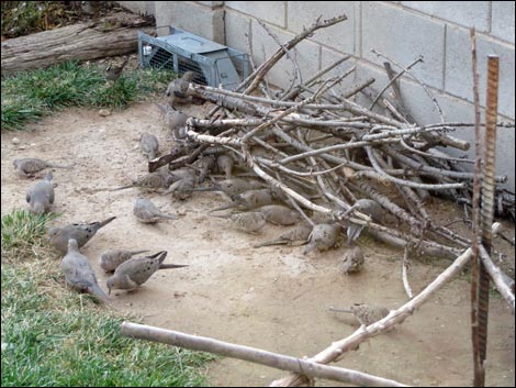 Inca Dove (Columbina inca)