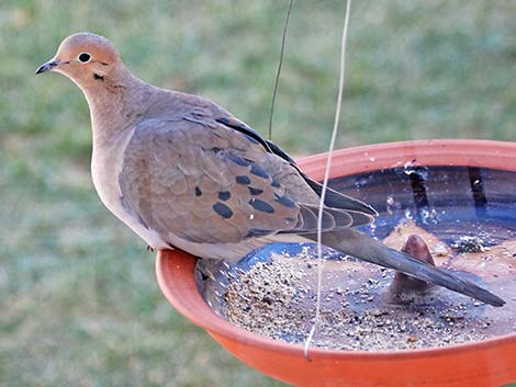 Mourning Dove (Zenaida macroura)