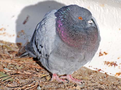 Rock Pigeon (Columba livia)