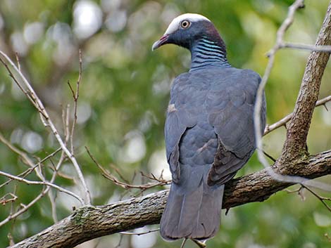 White-crowned Pigeon (Patagioenas leucocephala)