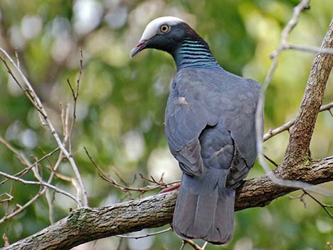 White-crowned Pigeon (Patagioenas leucocephala)