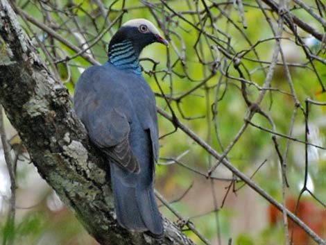 White-crowned Pigeon (Patagioenas leucocephala)