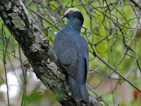 White-crowned Pigeon (Patagioenas leucocephala)