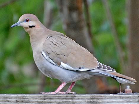 White-winged Dove (Zenaida asiatica)