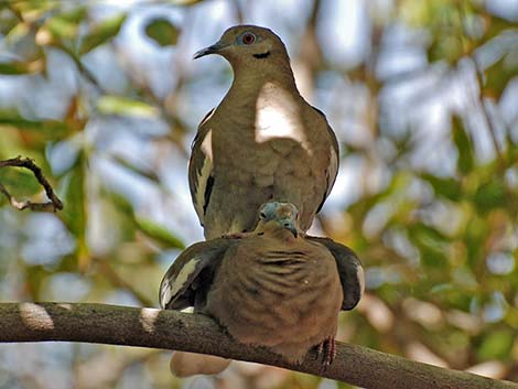 White-winged Dove (Zenaida asiatica)