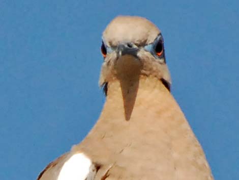 White-winged Dove (Zenaida asiatica)