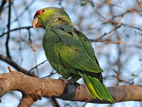 Lilac-crowned Parrot (Amazona finschi)