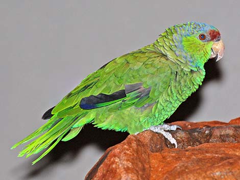 Lilac-crowned Parrot (Amazona finschi)