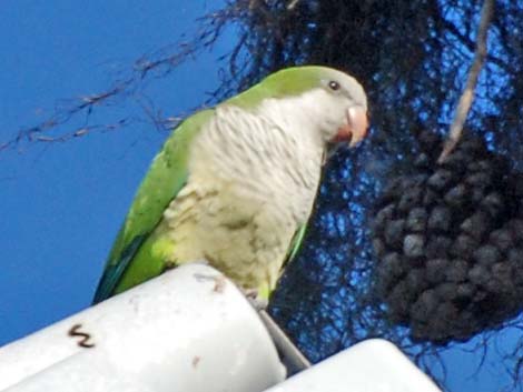 Monk Parakeet (Myiopsitta monachus)