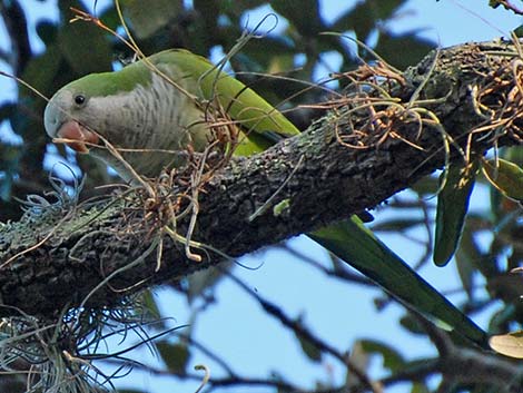 Monk Parakeet (Myiopsitta monachus)