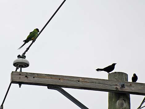 Nanday Parakeet (Nandayus nenday)