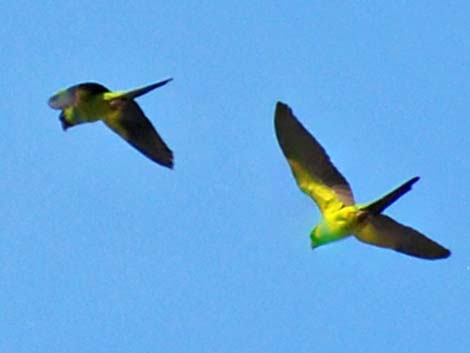 Nanday Parakeet (Nandayus nenday)