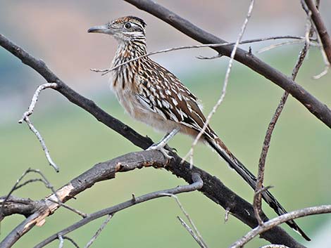 Greater Roadrunner (Geococcyx californianus)