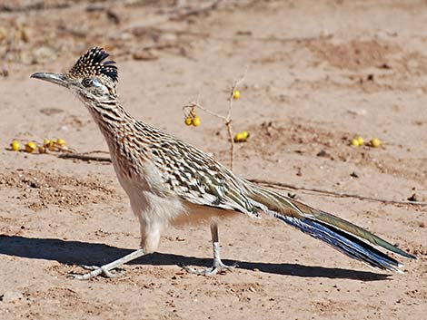 Greater Roadrunner (Geococcyx californianus)