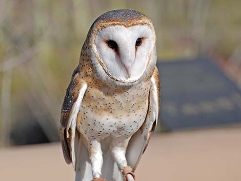 Barn Owl (Tyto alba)