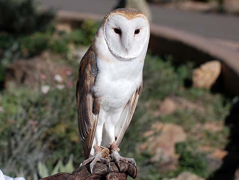 Barn Owl (Tyto alba)