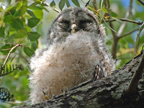 Barred Owl (Strix varia)