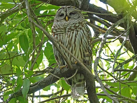 Barred Owl (Strix varia)