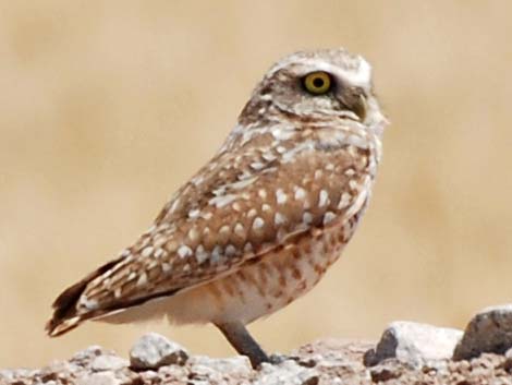 Burrowing Owl (Athene cunicularia)