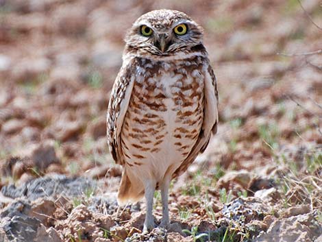 Burrowing Owl (Athene cunicularia)