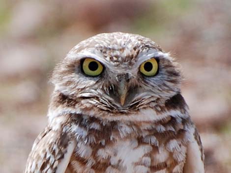 Burrowing Owl (Athene cunicularia)