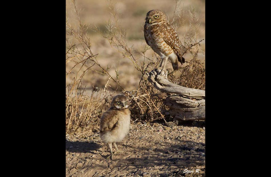 Burrowing Owls (Athene cunicularia)