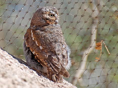 Elf Owl (Micrathene whitneyi)