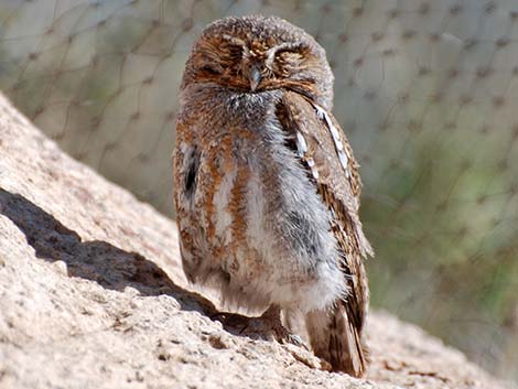 Elf Owl (Micrathene whitneyi)