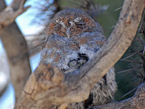 Elf Owl (Micrathene whitneyi)