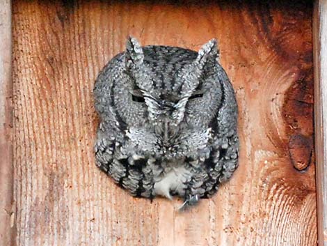 Eastern Screech-Owl (Megascops asio)