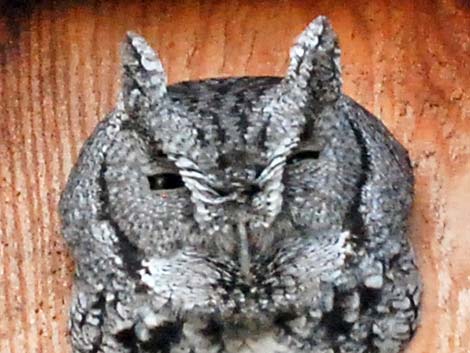 Eastern Screech-Owl (Megascops asio)