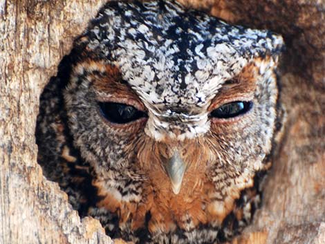 Flammulated Owl (Otus flammeolus)