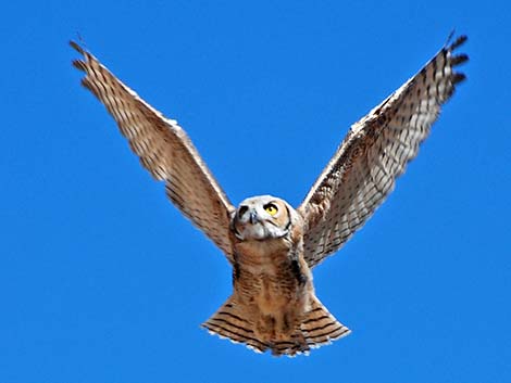 Great Horned Owl (Bubo virginianus)