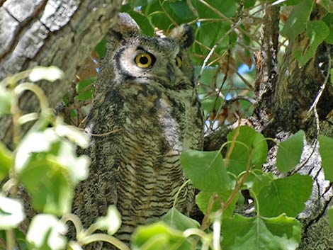 Great Horned Owl (Bubo virginianus)